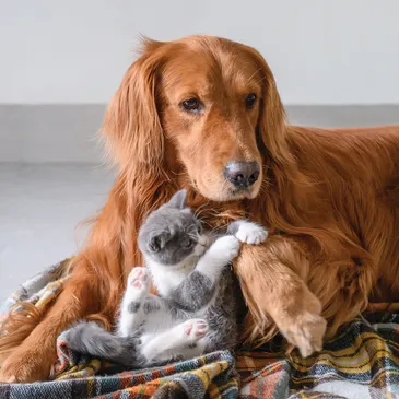 services-01 rsw-365h-365cg-true-2